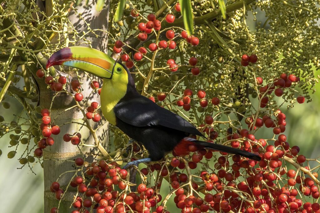 Best Time to Visit Minca for Birdwatching (Season Guide)