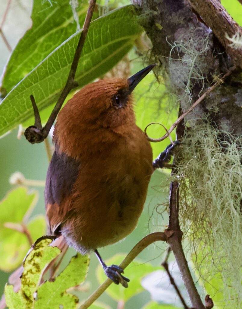 Rusty-headed Spinetail