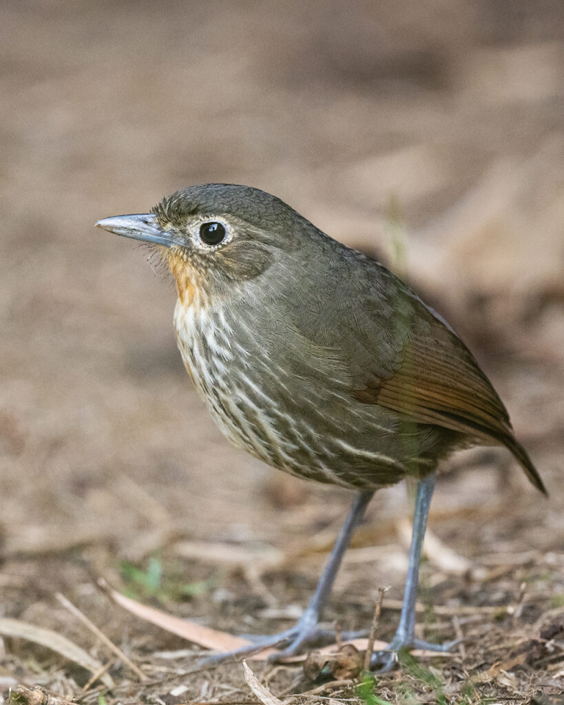 Santa Marta Antpitta
