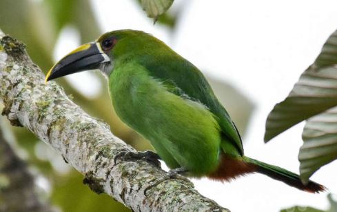 Santa Marta Toucanet