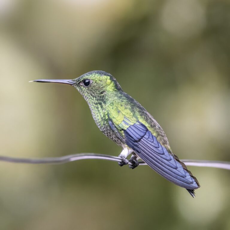 Steely-vented Hummingbird