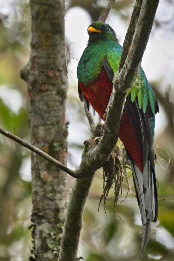 White-tipped Quetzal