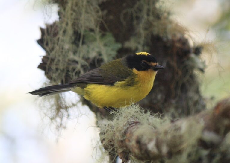 Yellow-crowned Whitestart